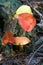 Growing mushroom in the autumn forest