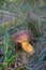 Growing mushroom in grass