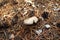 Growing mushroom on a ground with needles, branches and pine cones in a forest.