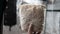 Growing mushrooms lion`s mane. Ready-to-bear blocks of Hericium erinaceus