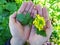 Growing mustard in natural conditions, mustard flowers