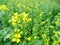 Growing mustard in natural conditions, mustard flowers