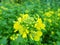Growing mustard in natural conditions, mustard flowers