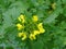 Growing mustard in natural conditions, mustard flowers