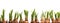 Growing narcissus bulbs in a row in front of white background