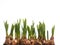 Growing narcissus bulbs in a row in front of white background