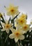 Growing narcissus in a garden