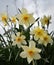 Growing narcissus in a garden