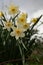 Growing narcissus in a garden