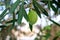 A growing olive in Asprovalta, Greece