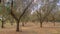 Growing olives. Twenty-year-old plants in dry well-drained soil. The olive trees