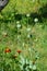 Growing opium poppyhead. Harvest of opium from green poppy.