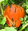 Growing orange pumpkin plant in field