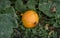 Growing orange small pumpkin.