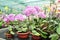 Growing orchids in greenhouse