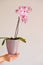 Growing orchids. Pink orchid in a lilac pot in female hands on a light background.Houseplants in pots.Growing