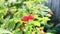 Growing organic berries close-up. Ripe raspberries in the orchard