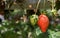 Growing organic sweet hydroponic Strawberries in greenhouse. Israel