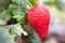 Growing organic sweet strawberries in greenhouse