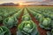 Growing organic vegetables and eco-friendly products. Rows of cabbage plantation in field under the sun rays. Generative AI