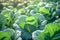 Growing organic vegetables and eco-friendly products. Rows of cabbage plantation in field under the sun rays. Generative AI