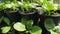 Growing organic vegetables in soil in black plastic pots.