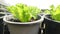 Growing organic vegetables in soil in black plastic pots.