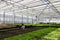 Growing of ornamental plants, shrubs flowers for gardening in modern hydroponic greenhouse with climate control system