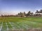 Growing paddy field in our village. The landscape is greeny in summer.