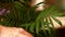 Growing palm plants at home. Close-up of a woman`s hand, carefully caring for a house palm, wipes the leaves of the plant with a r