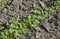 Growing parsley in the garden. The stems and leaves of parsley plant spicy