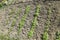 Growing parsley in the garden. The stems and leaves of parsley plant spicy culture