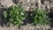 Growing parsley in the ground