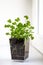 Growing parsley seedlings in transparent pot. Micro greens on windowsill