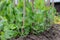 Growing peas plant summer season fresh green plant