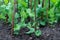 Growing peas plant summer season fresh green plant