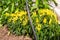 Growing pepper in a pot in the yard of a country house. Gardening and country life.