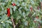 growing peppers in the backyard garden. red bell pepper to harvest. planting chili peppers in raised beds