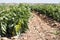 Growing peppers in the field