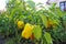 Growing peppers in the garden.