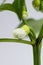 Growing peppers from seeds. Step 9 - first flowers, blossoms