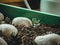 Growing perfect potatoes; how to sprout potato plants