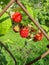 Growing perfect red, ripe raspberries on a plant branches