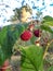 Growing perfect red, ripe raspberries on a plant branches