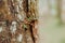 Growing pine neddles foliage. selective focus