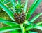 Growing Pineapple (Ananus comosus)