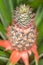 Growing pineapple in natural environment, close up, selective focus, SDF