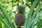 Growing pineapple on the plant, tropical fruit from the Mekong Delta, Vietnam. Nice blurred bokeh.