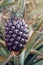 Growing pineapples in a greenhouse on the island of San Miguel, Ponta Delgada, Portugal.