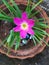 Growing a pink  attractive flower on the pot